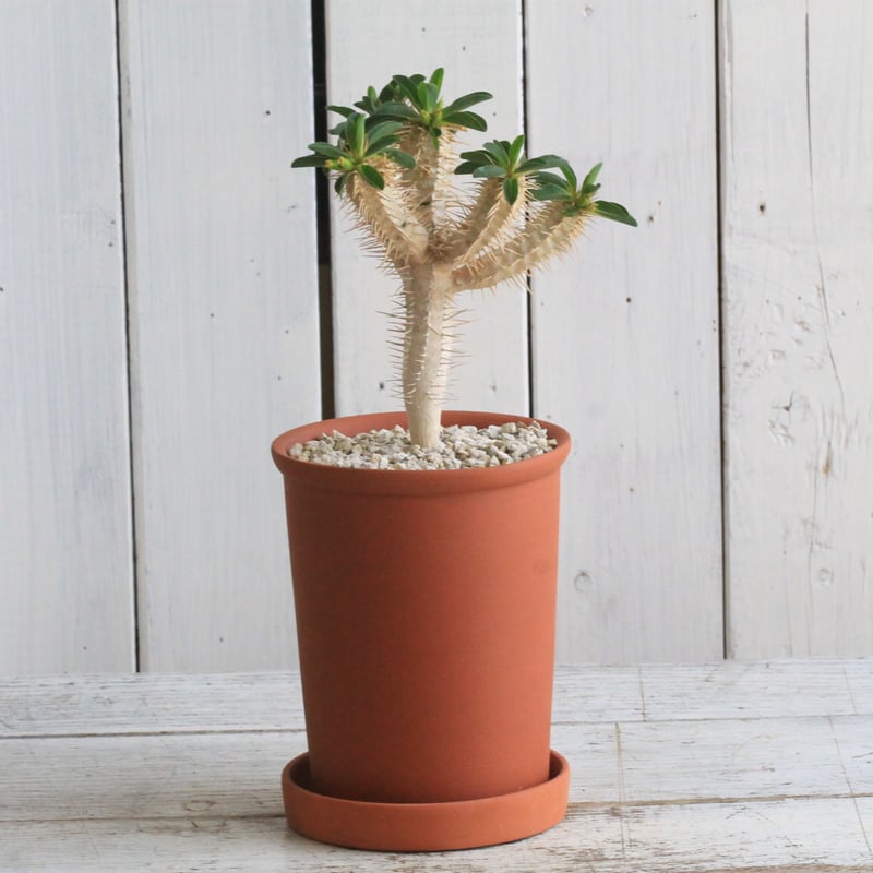 ユーフォルビア・ギラウミニアナ　鉢付き ユーフォルビア ギラウミニアナ 輸入株［No.41］ 4号鉢 | Botanical Holic