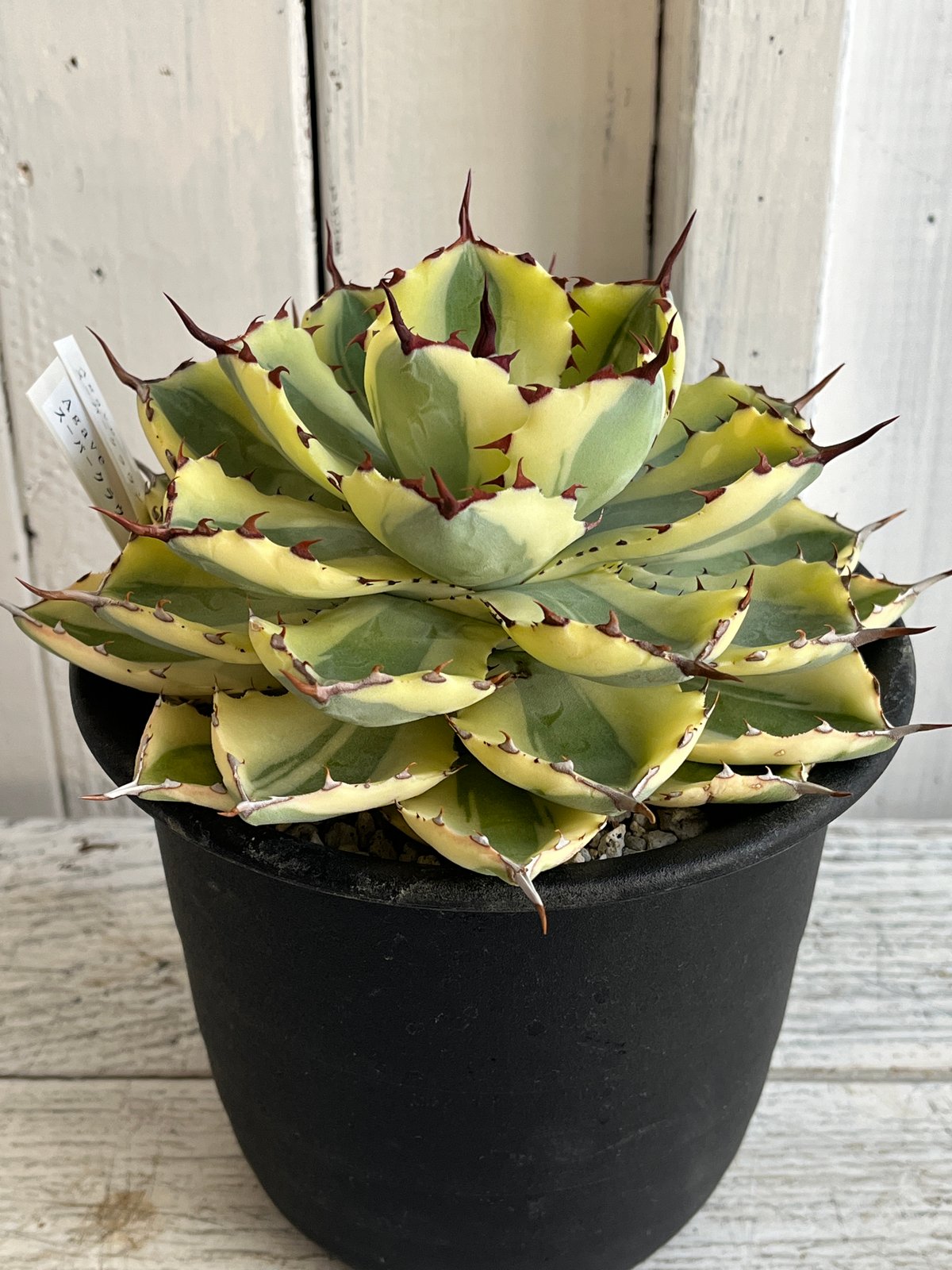 アテナータ　スーパーノヴァ　翡翠盤　アガベ　スーパーノバ アガベ アテナータ スーパーノヴァ 翡翠盤 アガベ アテナータ