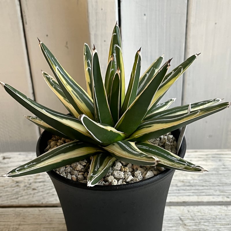 アガベ笹の雪新雪山(ロッキー)中株コレクション個体チタノタ 極上アガベ笹の雪新雪山(ロッキー)中株コレクション個体チタノタ