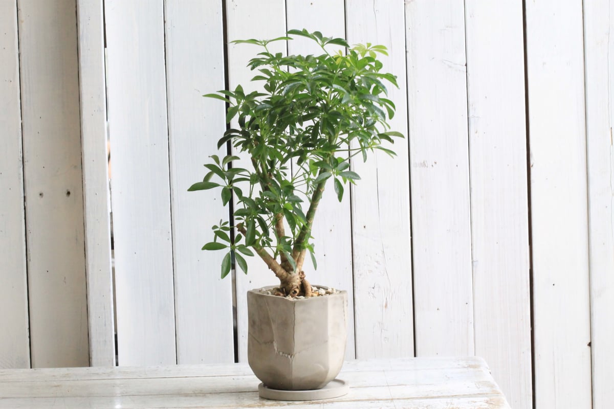 シェフレラ | Hanayoshi