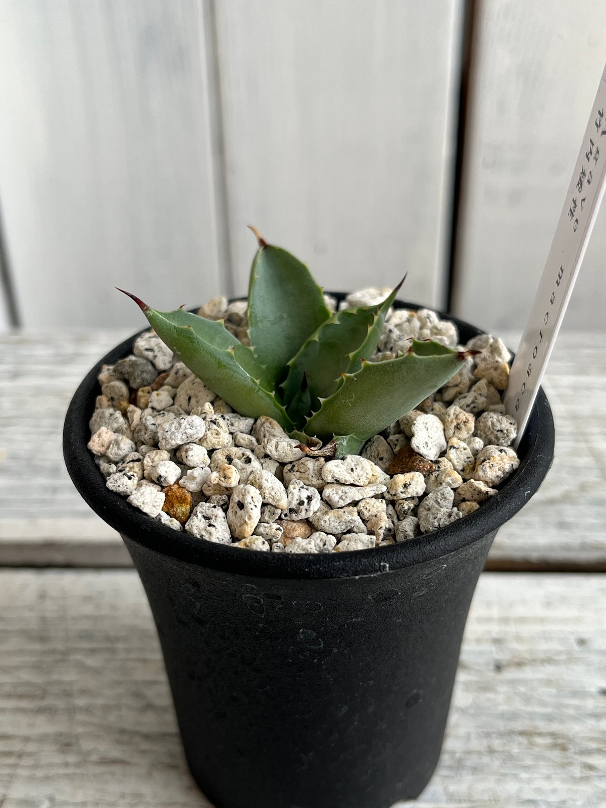 ぬこ様専用 アガベ マクロアカンサ 竹内矮性 大株 【公式通販】