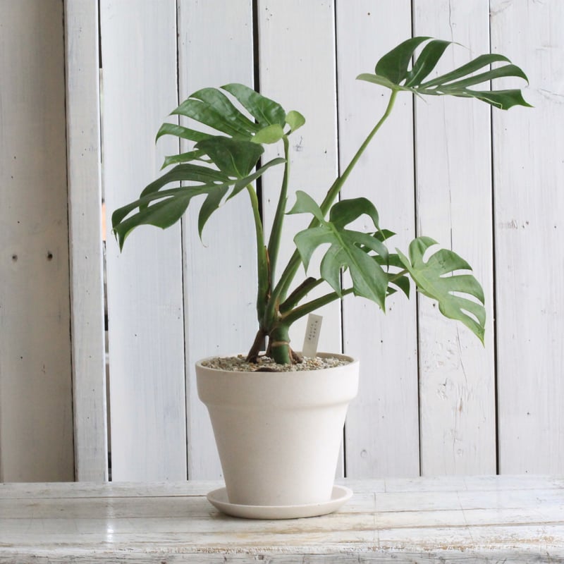 モンステラ　コンパクタ　観葉植物 モンステラコンパクタ | STORES