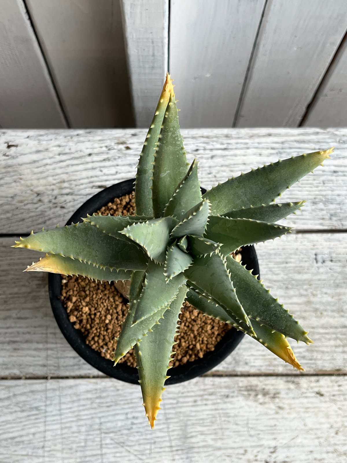 アロエ ピランシー | Hanayoshi