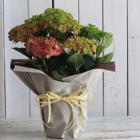 ハイドランジア マグノリア Kimono™ – Bloomin' Easy