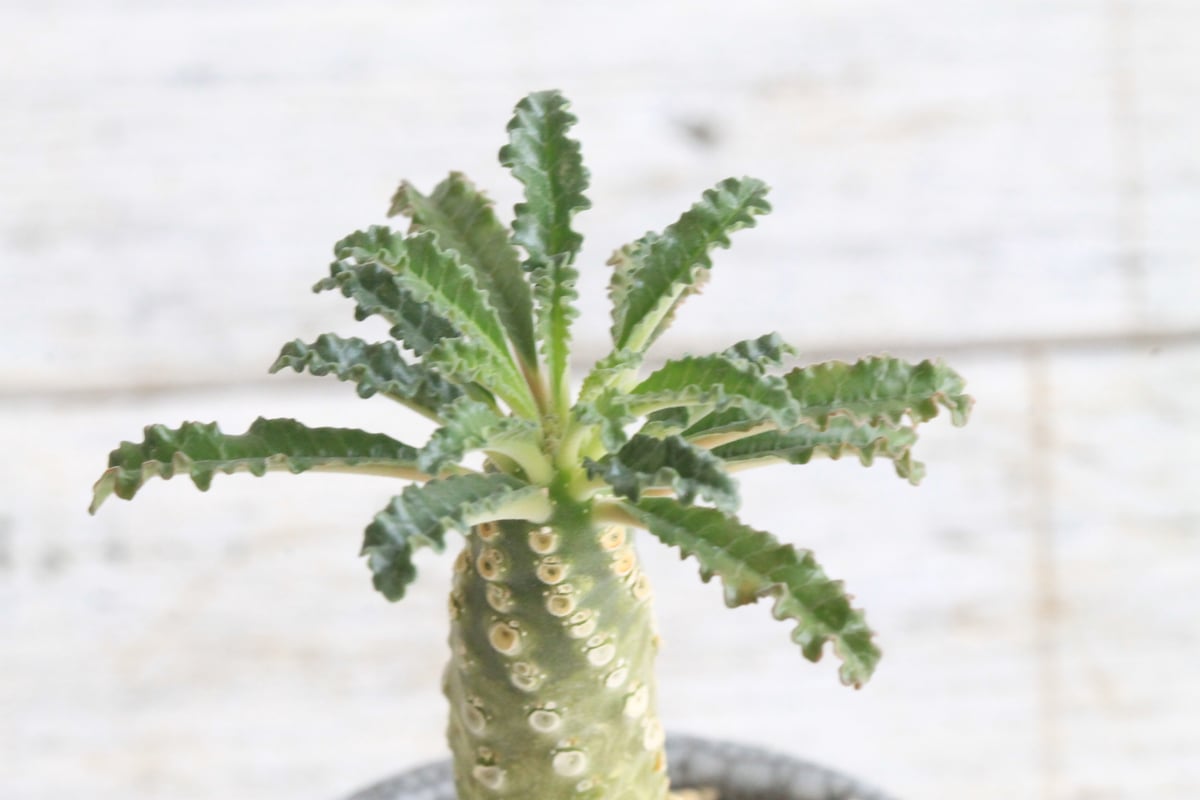 ドルステニア ラブラニー① Hanayoshi-botanicalオリジナルポット | Han