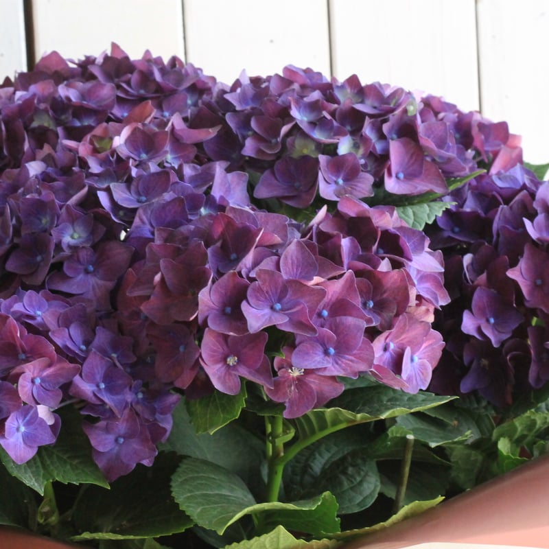 花苗】ハイドランジアディープパープル⑤ タグ付き正規品ポット