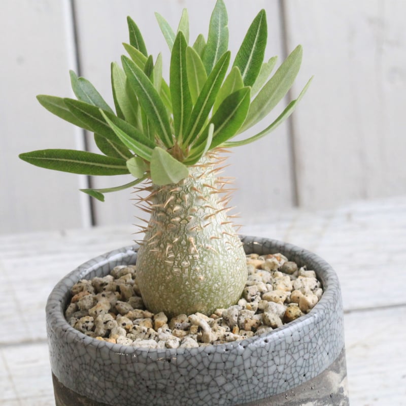 パキポディウム イノピナツム実生③ Hanayoshi-botanical パキポディウム イノピナツム実生③ Hanayoshi-botanical