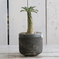 ドルステニア ラブラニー② Hanayoshi-botanicalオリジナルポット | Han