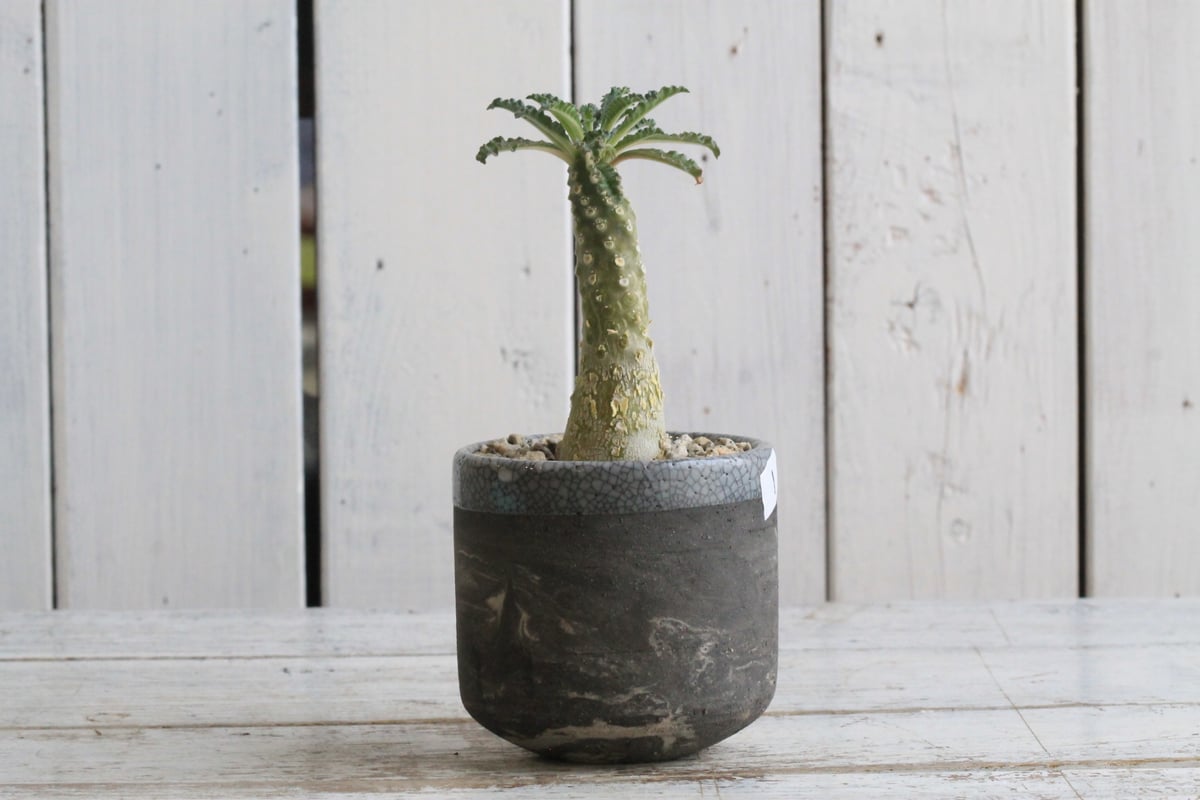 ドルステニア ラブラニー① Hanayoshi-botanicalオリジナルポット | Han