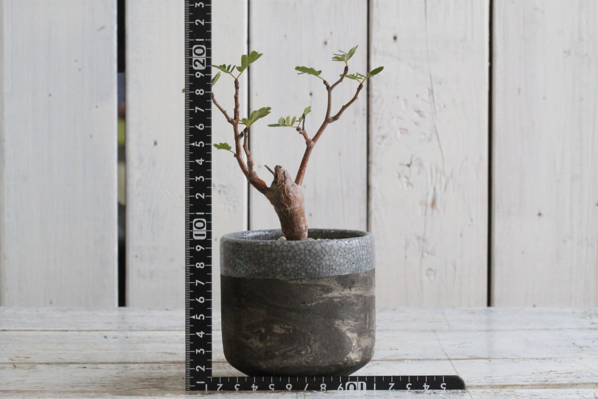 センナ メリディオナリス Hanayoshi-botanicalオリジナルポット | Hana