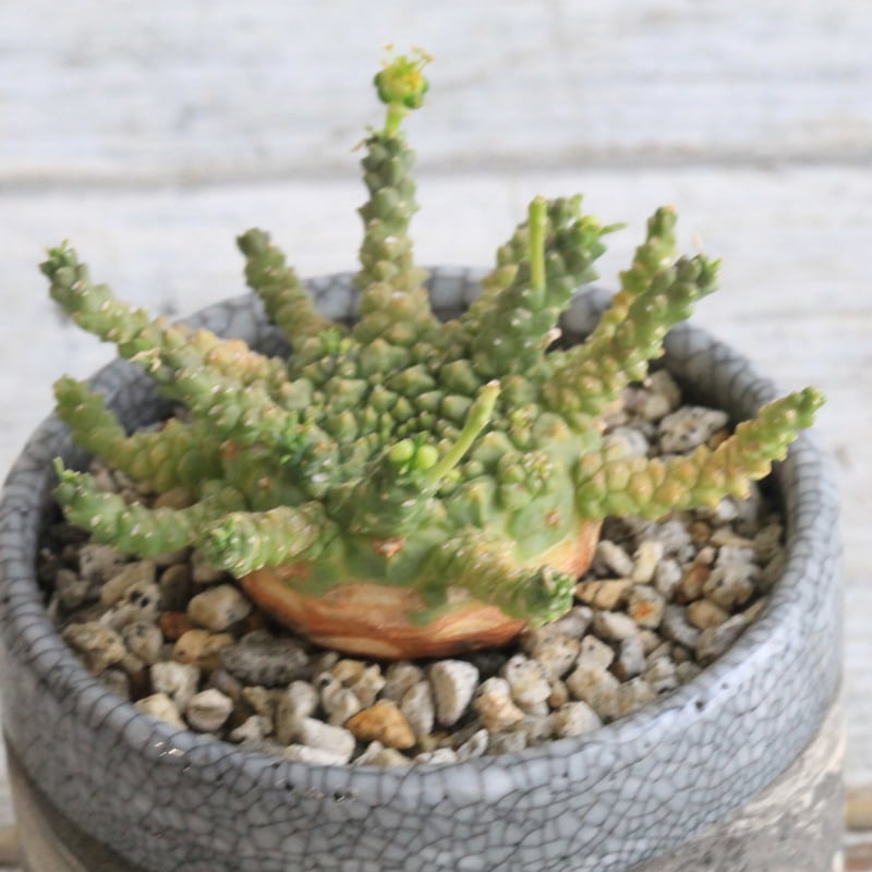 ユーフォルビア ゴルゴニス Hanayoshi-botanicalオリジナルポット | Han