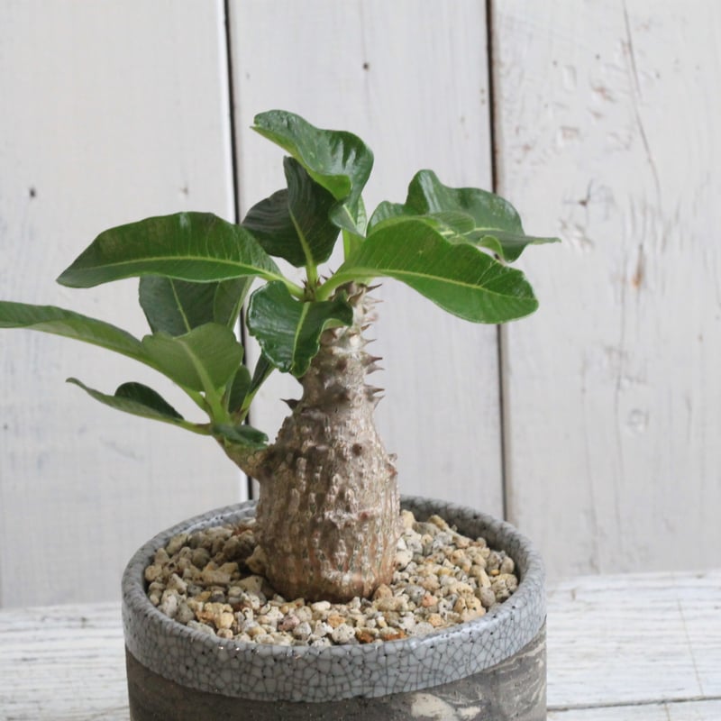 パキポディウム ウィンゾリー実生① Hanayoshi-botanical パキポディウム ウィンゾリー実生① Hanayoshi-botanical