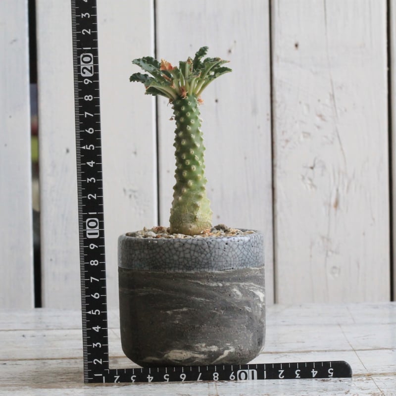 ドルステニア ラブラニー② Hanayoshi-botanicalオリジナルポット | Han