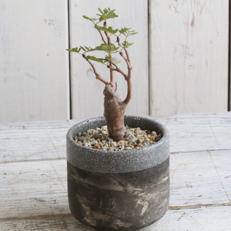 くびれ センナ メリディオナリス 黒ポット くびれ センナ メリディオ