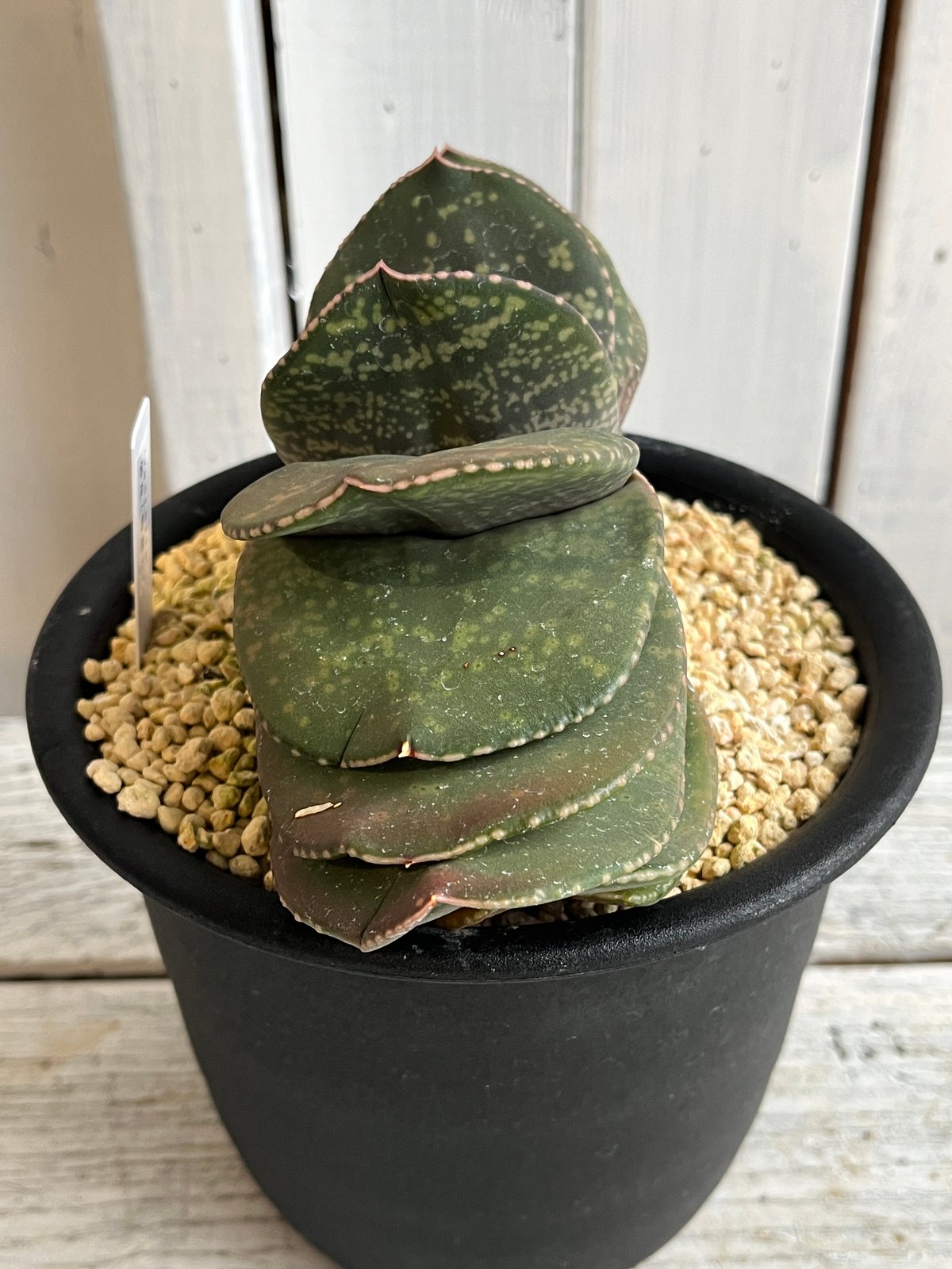 ガステリア 恐竜（特選） | Hanayoshi