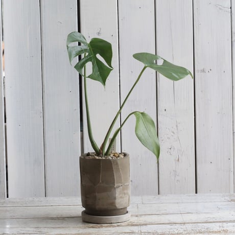 モンステラコンパクタ | STORES