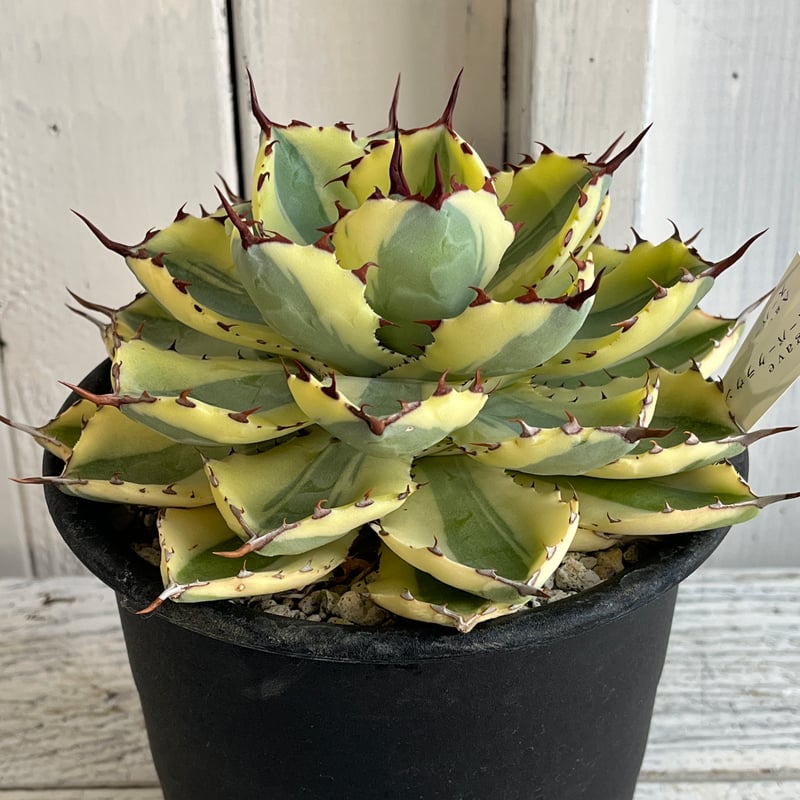 アガベ スーパークラウン | Hanayoshi