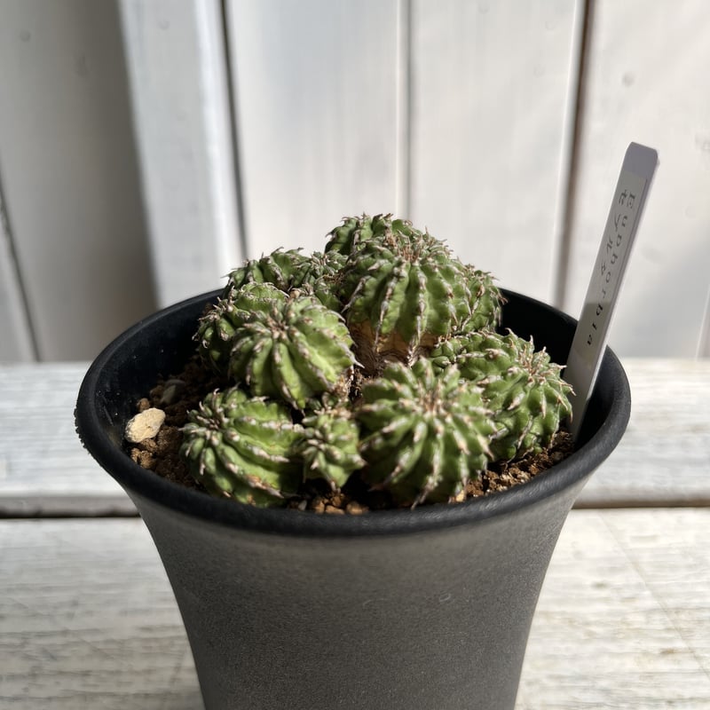 ユーフォルビア セプルタ | Hanayoshi