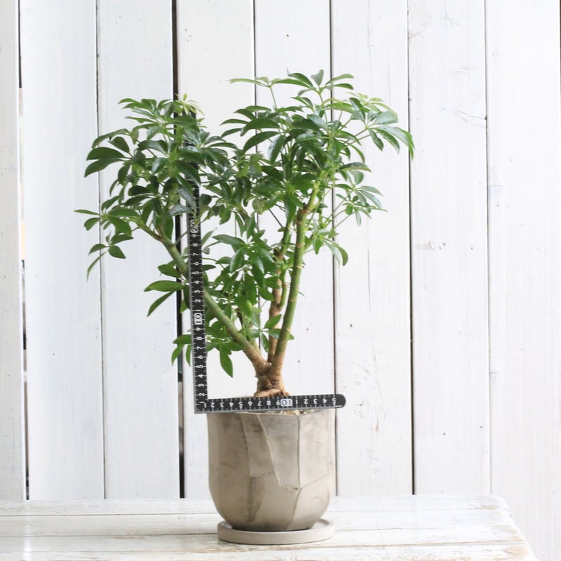 シェフレラ | Hanayoshi