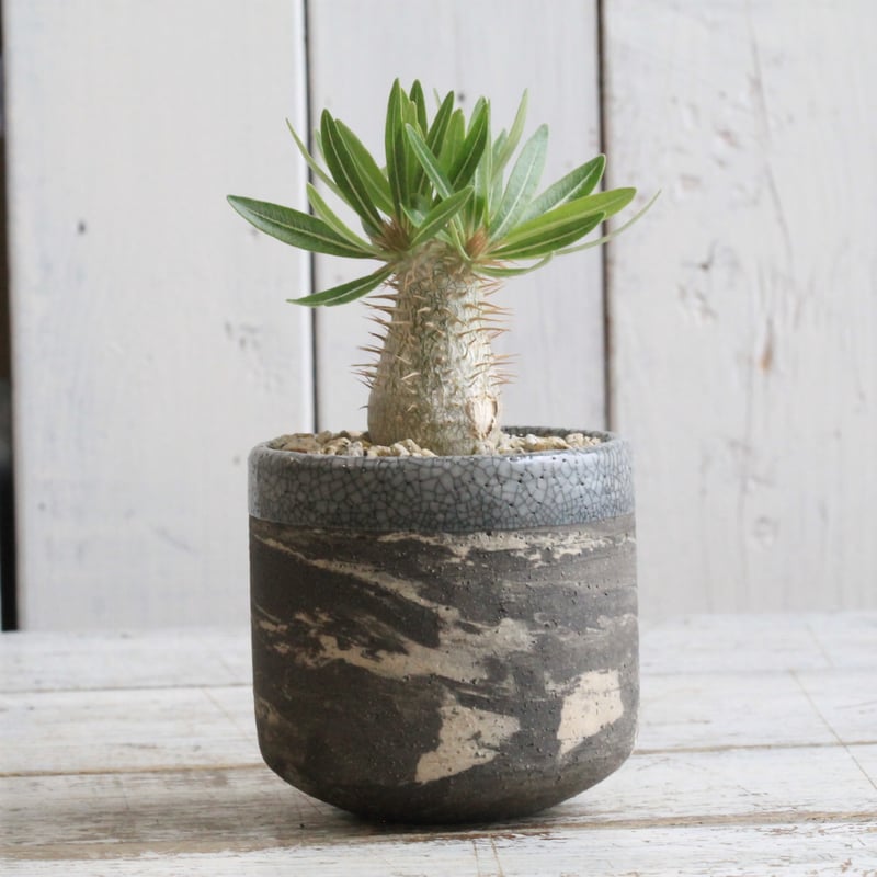 パキポディウム イノピナツム実生④ Hanayoshi-botanical パキポディウム イノピナツム実生④ Hanayoshi-botanical