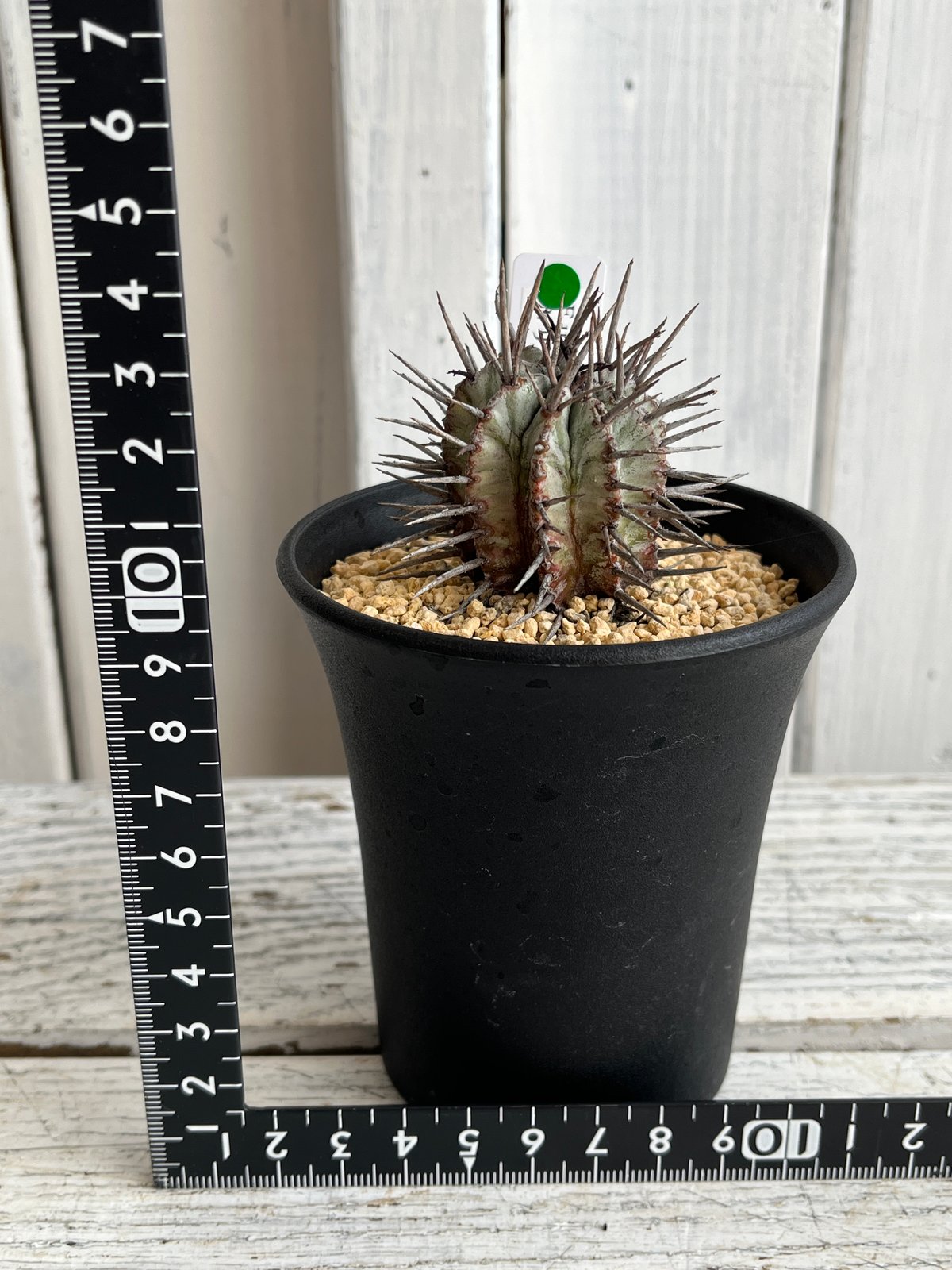 ユーフォルビア ホリダ（V）マジョール | Hanayoshi