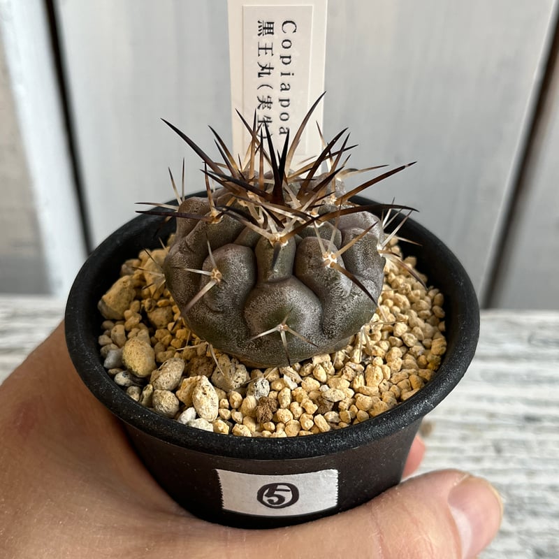 現地株 超古株 コピアポア 黒王丸 ᴄᴏᴘɪᴀᴘᴏᴀ ᴄɪɴᴇʀᴇᴀ コピアポア 黒王丸 ᴊᴏsʜᴜᴀ