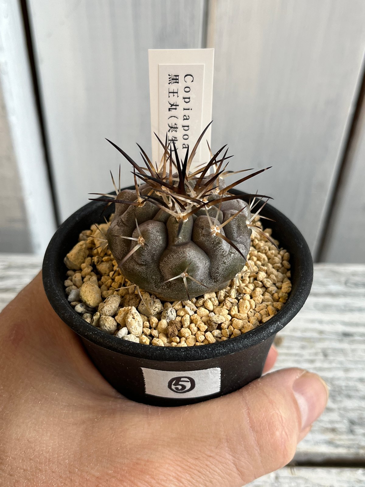 黒王丸 コピアポア コピアポア 黒王丸 | 叢 – くさむら – Qusamura