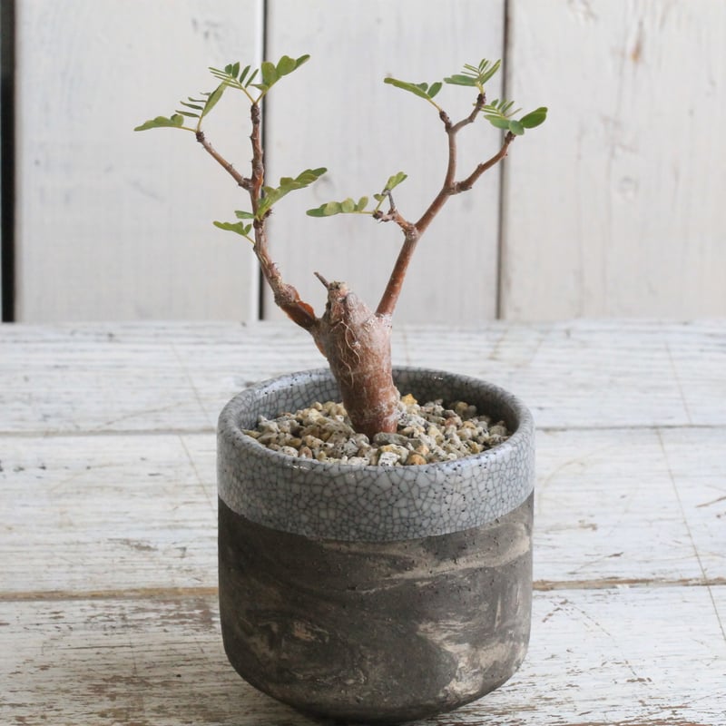 センナ メリディオナリス Hanayoshi-botanicalオリジナルポット | Hana