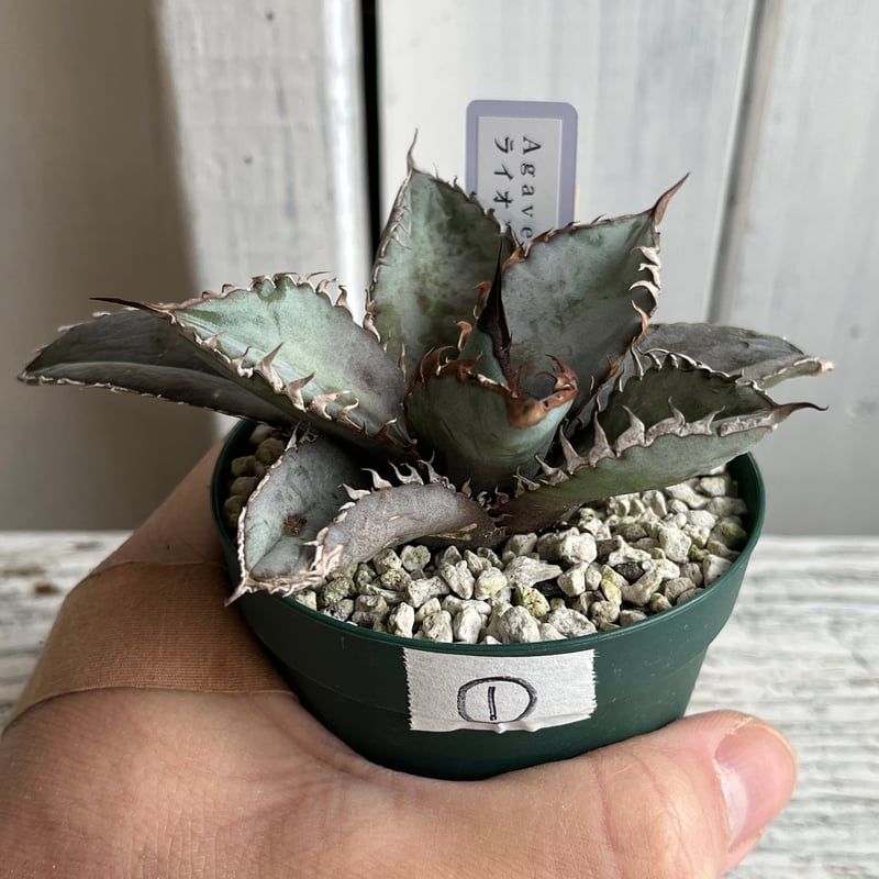 アガベ　ライオンズメーン大株 ライオンズメーン🦁🩵 子株から1年半～2年くらいかな 小さい鉢で