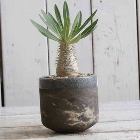 発根済み　パキポディウムイノピナーツム パキポディウムイノピナツム【発根済】現地株