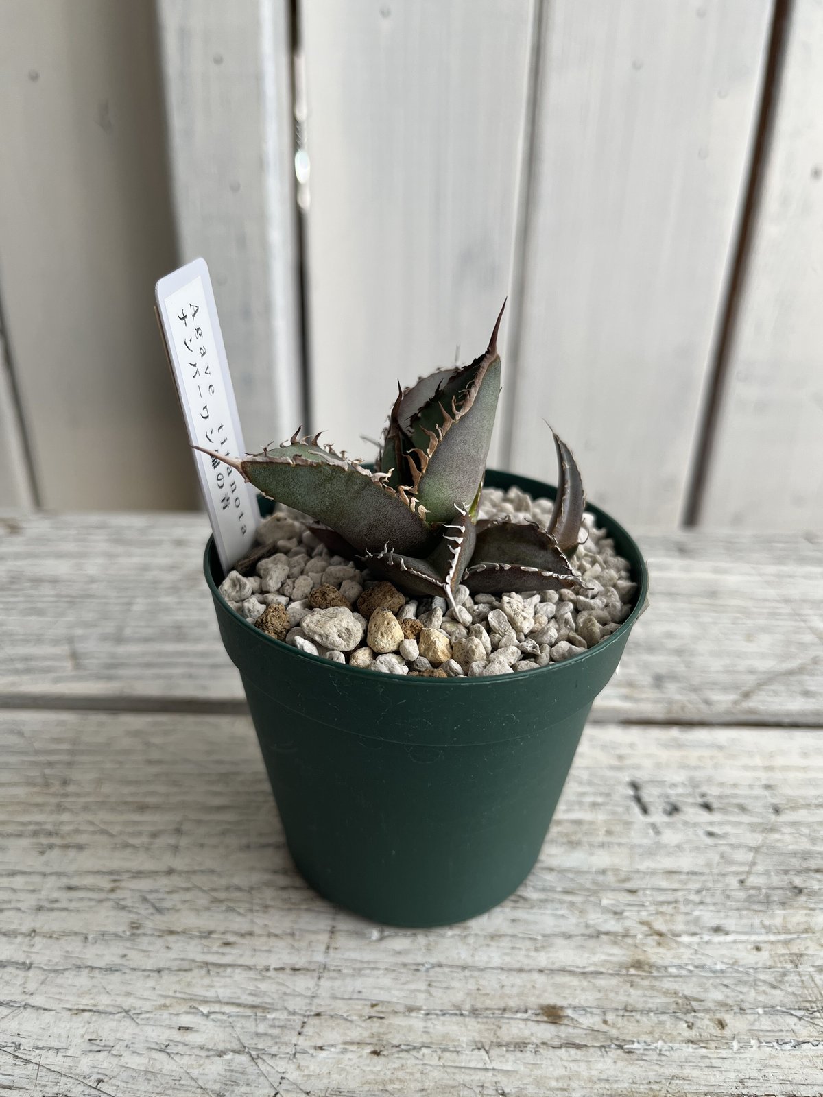 アガベ　チタノタ　ナンバーワン錦　大株 アガベ チタノタ ナンバーワン錦 大株 - メルカリ