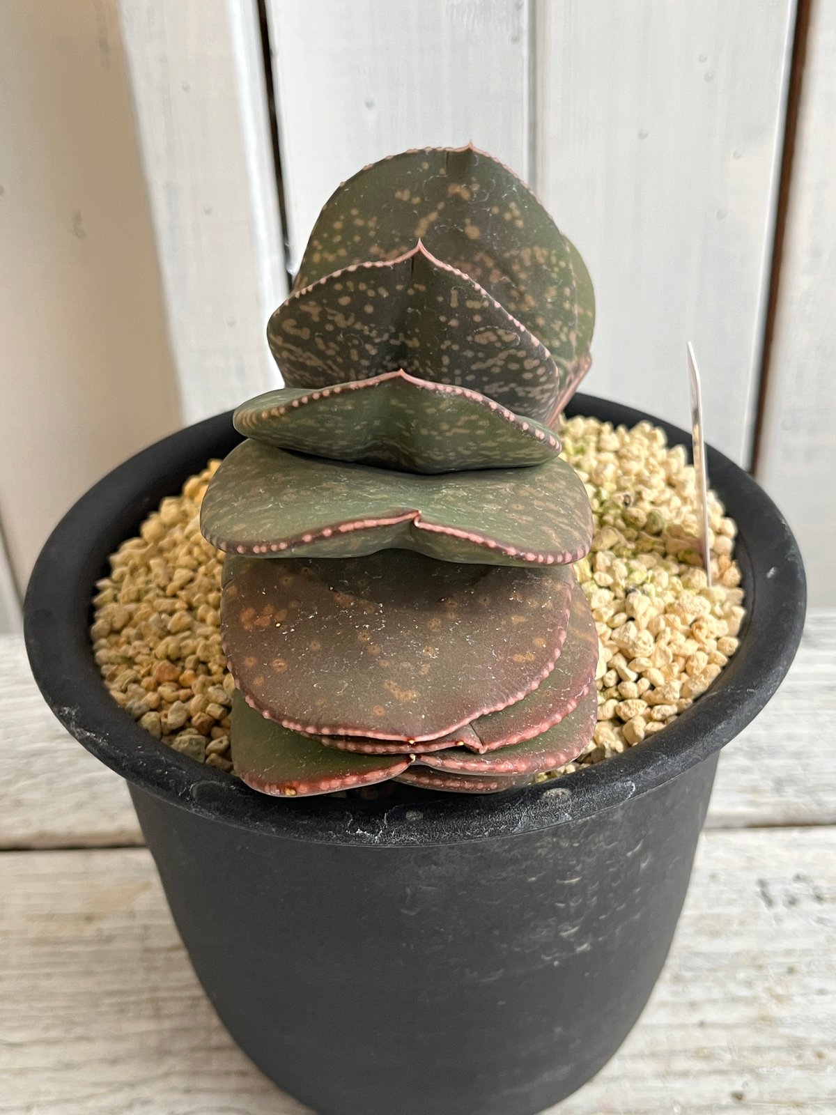 ガステリア　恐竜　特選株のカキ仔 ガステリア 恐竜 特選株のカキ仔