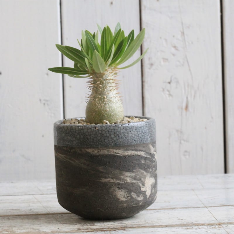 パキポディウム イノピナツム実生③ Hanayoshi-botanicalオリジナル