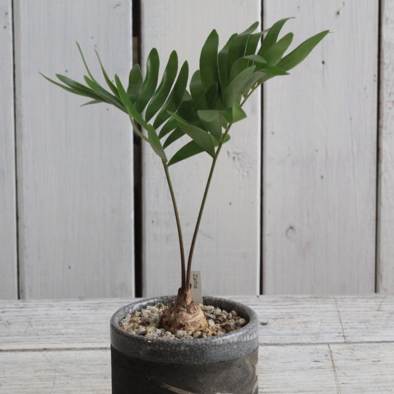 作り込み　【美形　ザミア・フロリダーナ】 ザミア フロリダーナ | AYANAS（アヤナス）｜観葉植物のセレクト