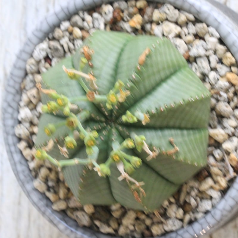 YOSITAKA様専用ユーフォルビアセット 【公式通販】