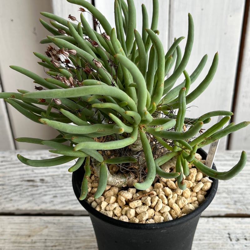 チレコドン レティキュラータス　万物想 チレコドン レティキュラーツス 