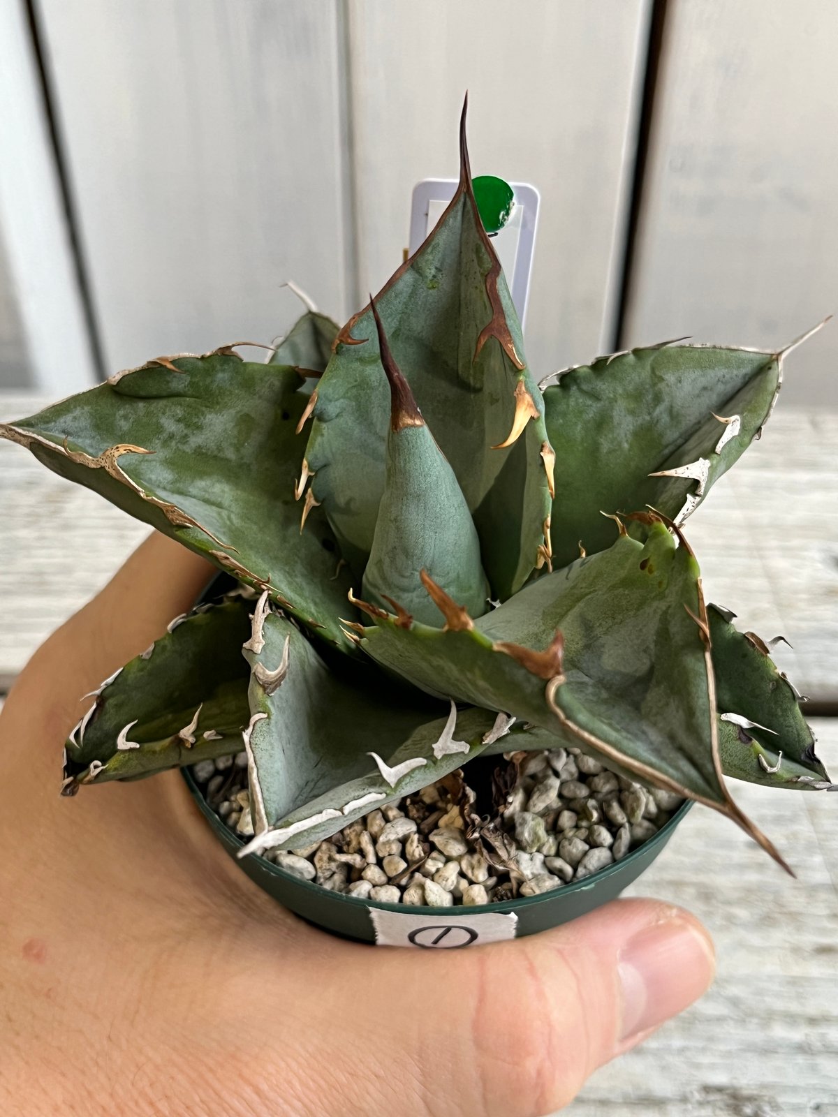 アガベチタノタホワイトアイス カキコ 観葉植物 アガベ