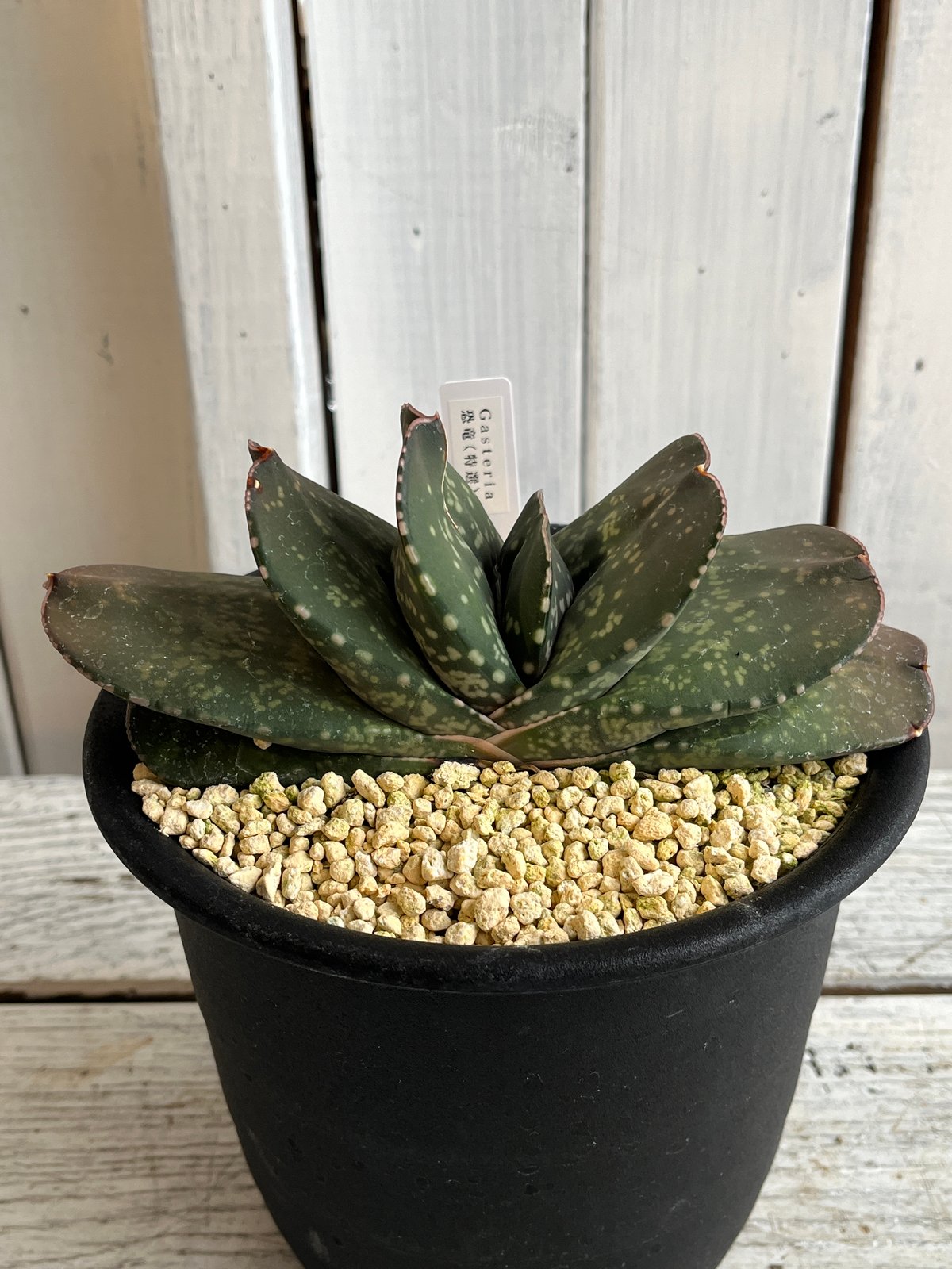 ガステリア　恐竜　特選株のカキ仔 ガステリア 恐竜 特選株のカキ仔