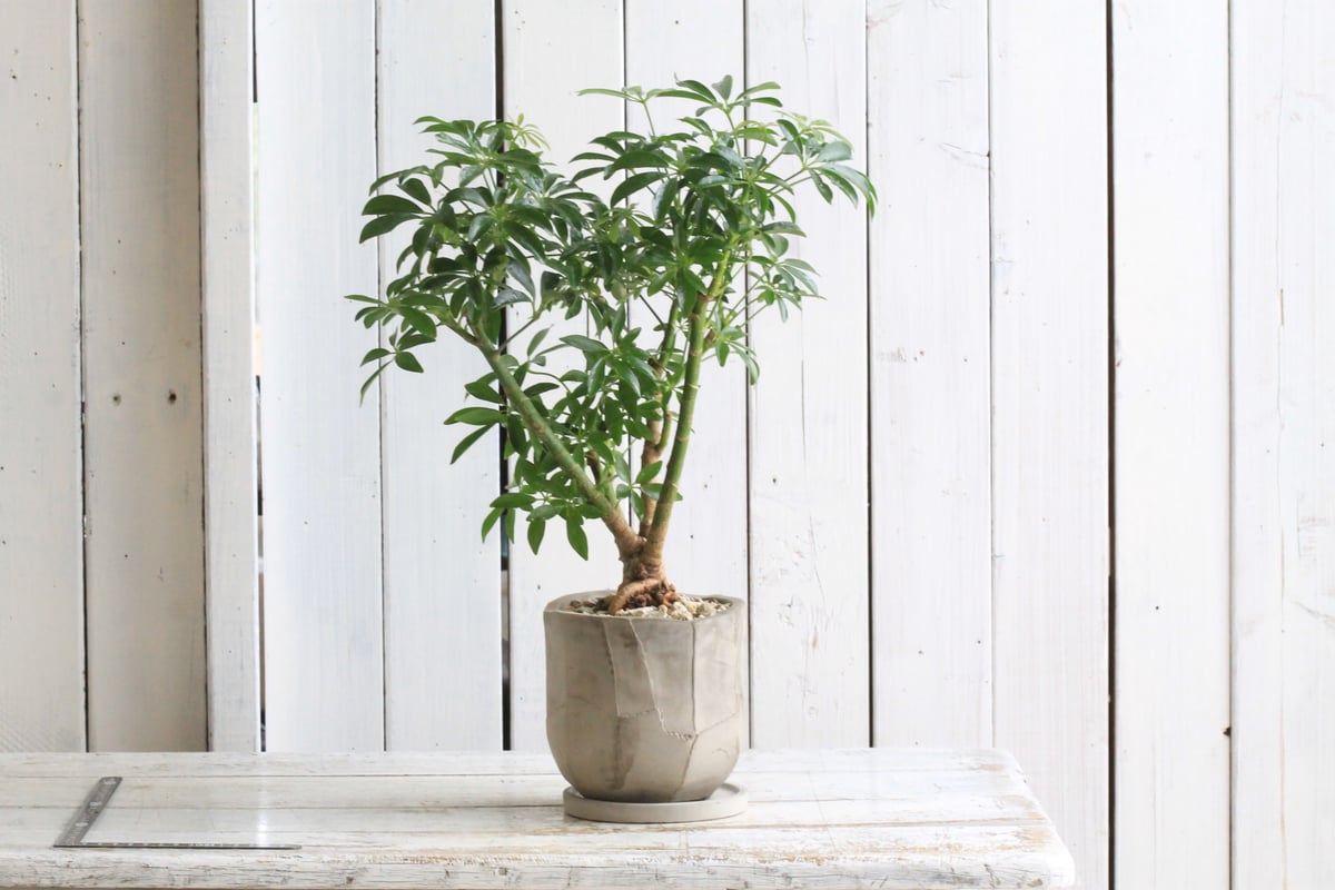 シェフレラ | Hanayoshi