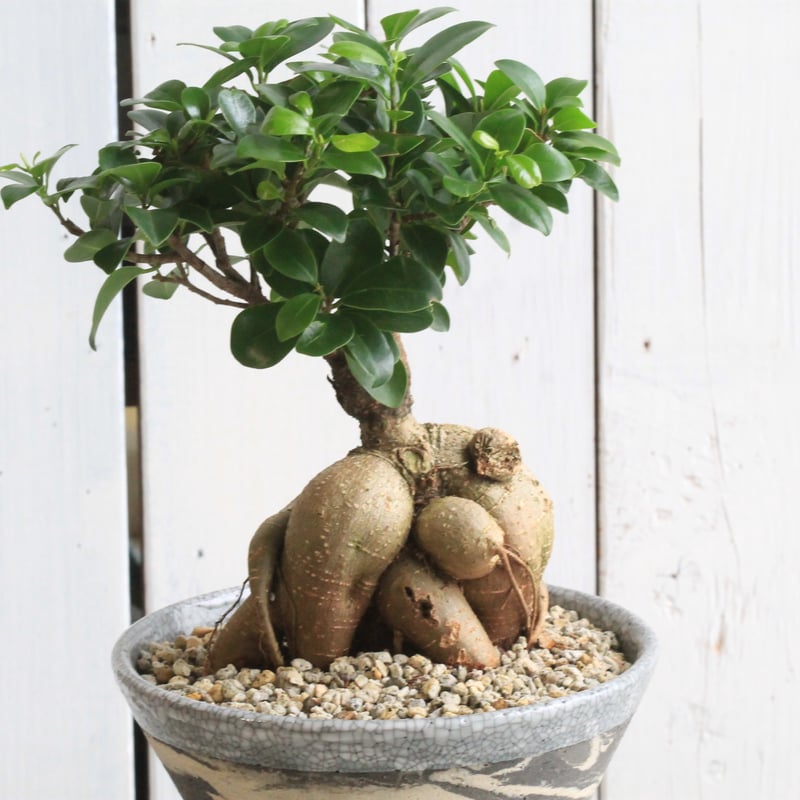 フィッカス ガジュマル 盆栽仕立て Hanayoshi-botanical フィッカス ガジュマル 盆栽仕立て Hanayoshi-botanical