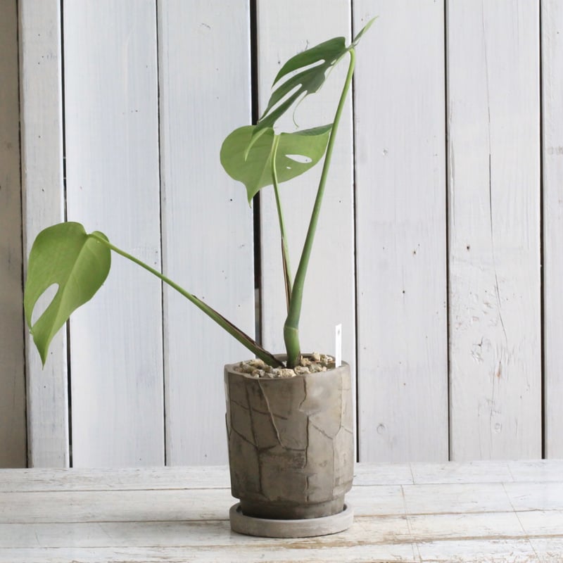 モンステラ コンパクタ | Hanayoshi