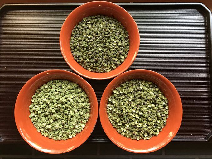 お一人様3セット限定】やまつ辻田 石臼挽朝倉粉山椒(限定品)4g