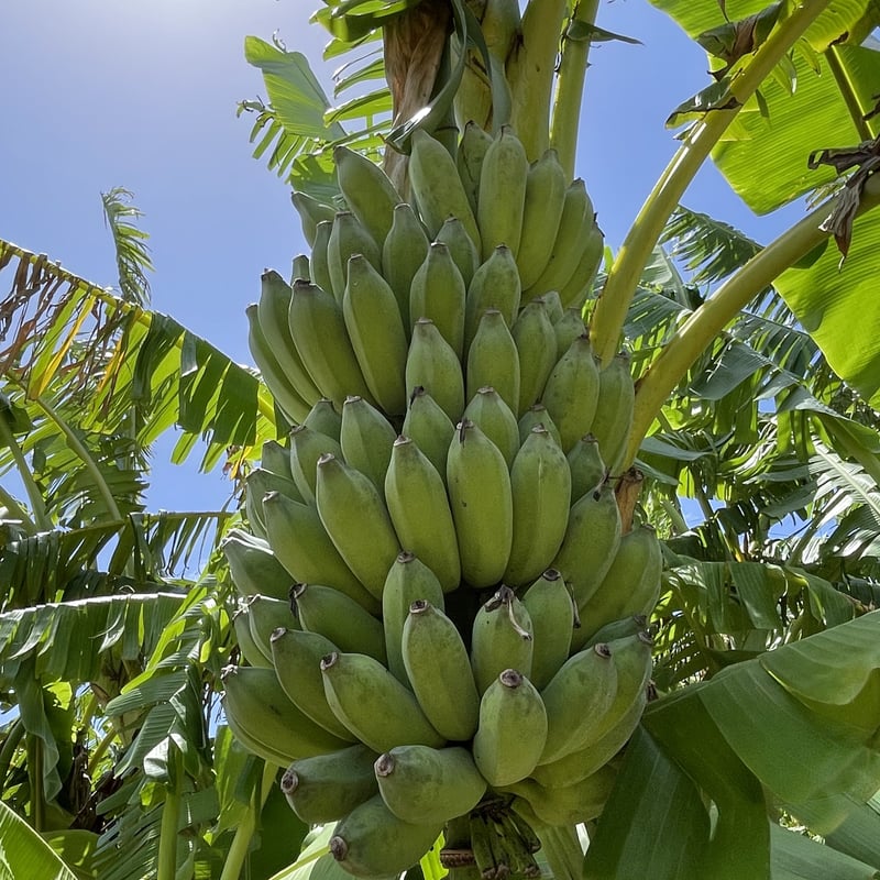 沖縄産】アップルバナナ🍌 生産者 荘司幸一郎さん | てんコモリ