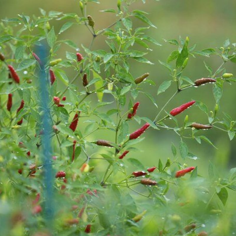 やまつ辻田 大辛極上七味12g、極上七味15g、柚七味15g | てんコモリ