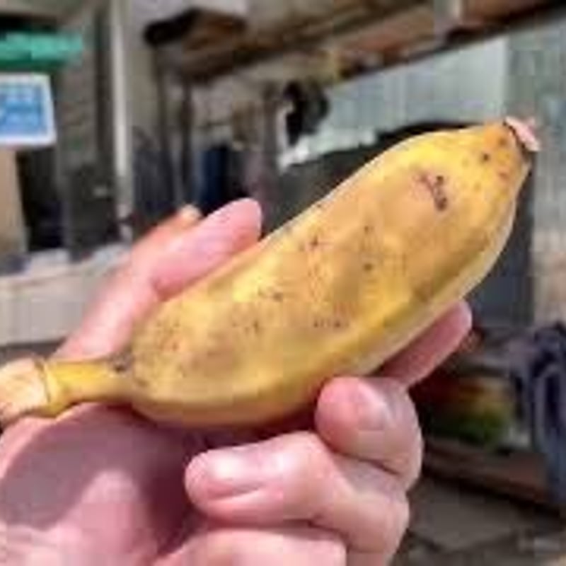 沖繩産アップルバナナ１０キロ 沖縄県産！冷凍完熟アップルバナナ大容量10kg！：沖縄県産の果物｜食べ