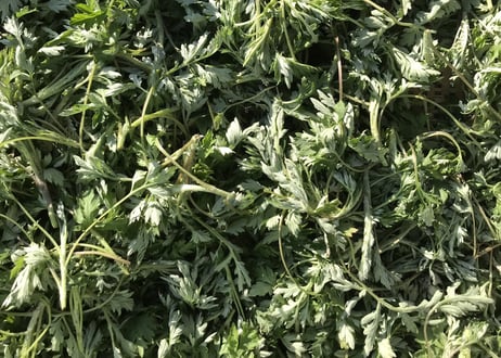 Japanese mugwort & chamomile rice crackers