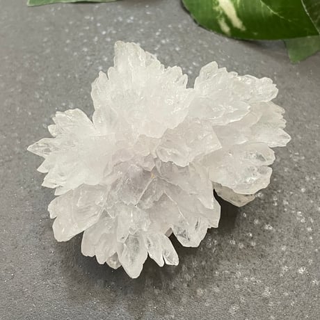 フラワーアメジスト | STORES