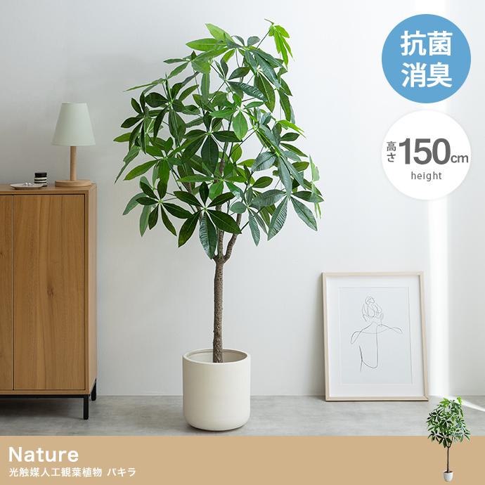 高さ150cm】Nature 光触媒人工観葉植物 パキラ | メイツウEC