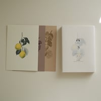 Postcard No.7　Lemon / Kiwifruit / Fig tree