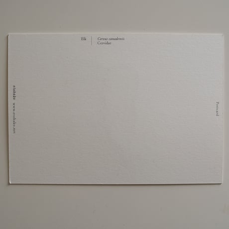 Postcard No.2　Apple / Elk / Pinecones／etohako